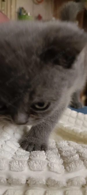 Vand pisicuta British - imagine 3