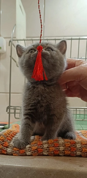 Vand pisicuta British - imagine 2