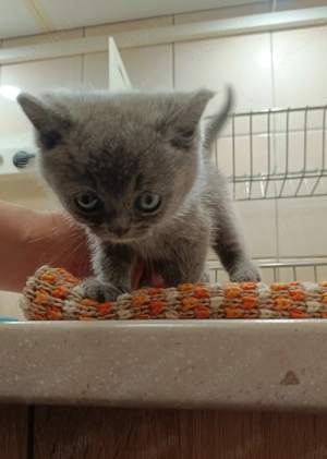 Vand pisicuta British