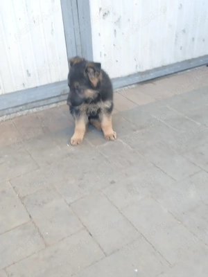 Catei ciobanesc german - imagine 2