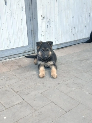 Catei ciobanesc german