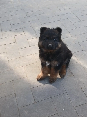 Catei ciobanesc german - imagine 4