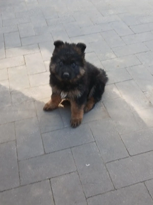 Catei ciobanesc german - imagine 3