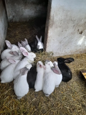  Vindem iepuri german 