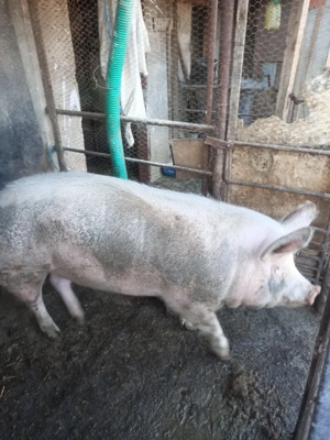porc de vânzare  - imagine 2