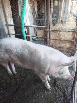 porc de vânzare  - imagine 3