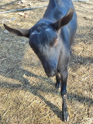 Tapisor Murciano Granadina - imagine 3