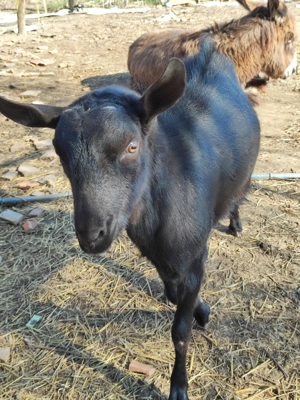 Tapisor Murciano Granadina - imagine 2