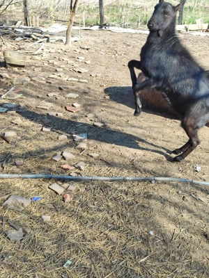 Tapisor Murciano Granadina - imagine 4