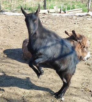 Tapisor Murciano Granadina