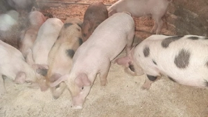 Vând purcei - imagine 2