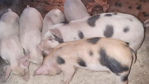 Vând purcei - imagine 4