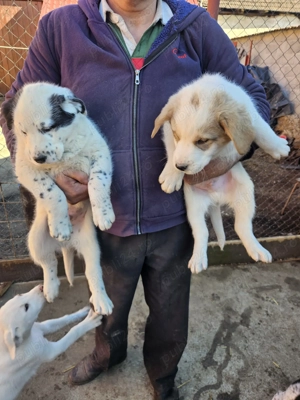 Vând căței ciobănești  - imagine 2