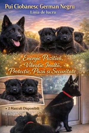 Pui Ciobanesc German Negru - linia de lucru - imagine 5