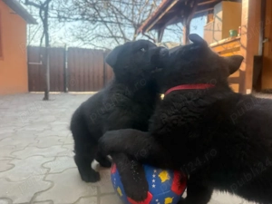 Pui Ciobanesc German Negru - linia de lucru - imagine 4