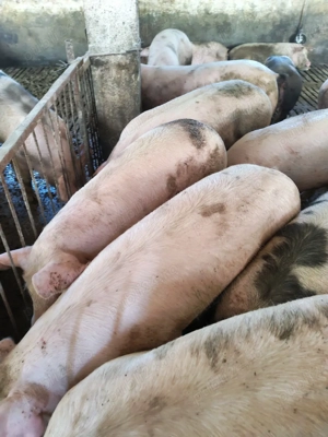 vind porci 120-150kg