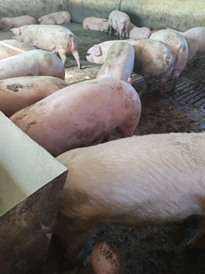 vind porci 120-150kg - imagine 4