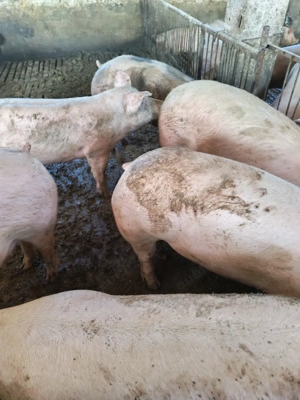 vind porci 120-150kg - imagine 3