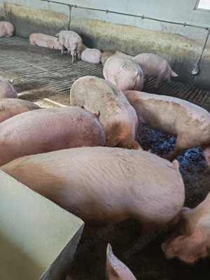 vind porci 120-150kg - imagine 2