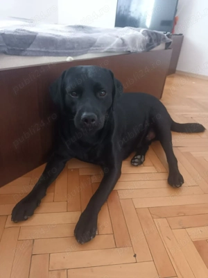 De vânzare urgent  - imagine 3