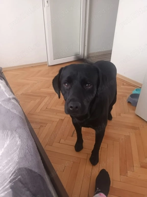 De vânzare urgent  - imagine 2