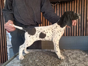 Brac german cu par scurt  - imagine 2