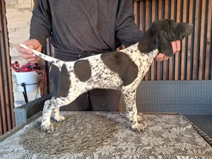 Brac german cu par scurt  - imagine 3