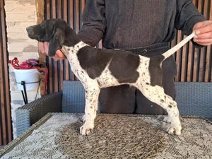 Brac german cu par scurt 