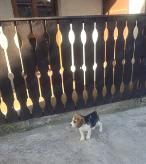 Cățelușă beagle de vânzare  - imagine 2