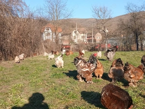 Cocosi Brahma tineri de 7 luni - imagine 2