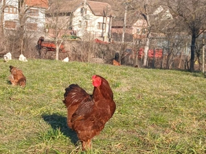 Cocosi Brahma tineri de 7 luni