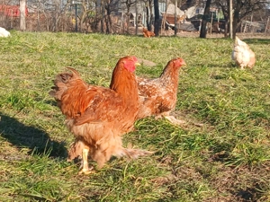 Cocosi Brahma tineri de 7 luni - imagine 5