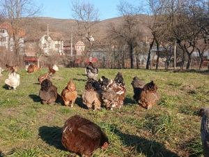 Cocosi Brahma tineri de 7 luni - imagine 4