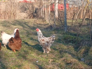 Cocosi Brahma tineri de 7 luni - imagine 3