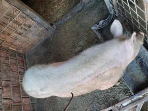 Vand porc bun de taiat detali la  