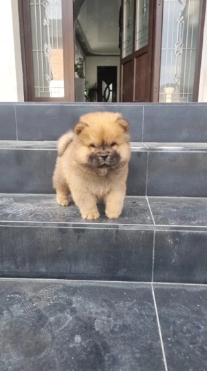 Chow chow mascul