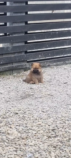 Chow chow mascul - imagine 2