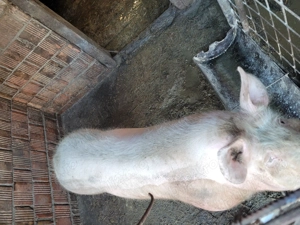 Vand porc bun de taiat detali la   - imagine 2