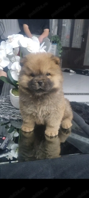 Chow chow mascul - imagine 3