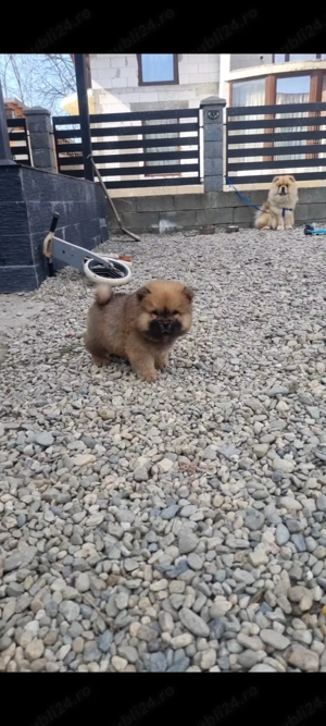 Chow chow mascul - imagine 5