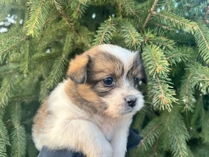 vând cățelușă , urgent !! - imagine 2