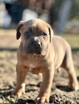 Căței Cane Corso cu pedigree tip A  - imagine 5