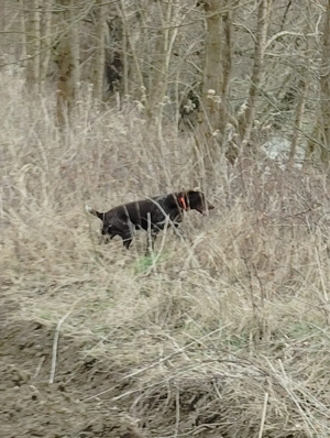 Caine Brac German  - imagine 5