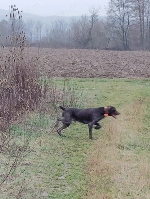 Caine Brac German  - imagine 4