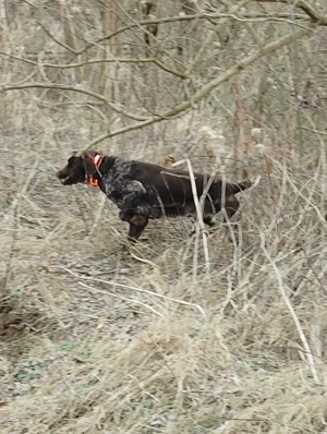 Caine Brac German  - imagine 2