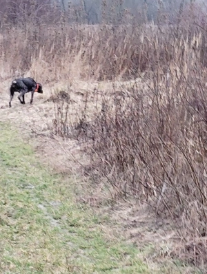 Caine Brac German  - imagine 3