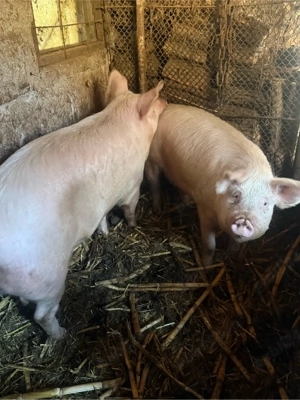 Vand Porci  - imagine 4