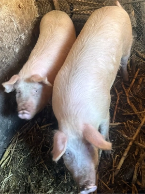 Vand Porci  - imagine 3