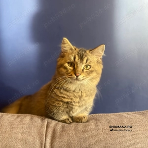 Pui pisica cu pedigree rasa Munchkin cu picioare scurte  - imagine 5