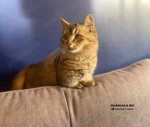 Pui pisica cu pedigree rasa Munchkin cu picioare scurte  - imagine 3